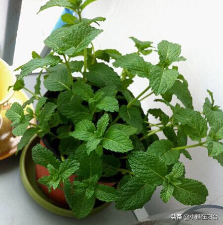 把薄荷养到枝叶繁茂爆盆,薄荷不要根能活吗