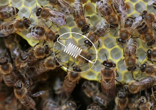 蜜蜂的八大未解之谜！诺贝尔奖获得者揭开了其中一个