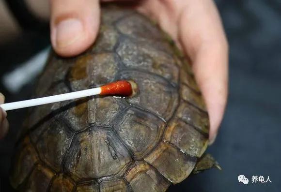 聚维酮碘溶液消毒乌龟兑多少水,乌龟腐甲可以抹双氧水吗