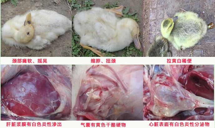 鸭瘫痪最快的恢复方法,鸭瘫痪是什么原因造成的