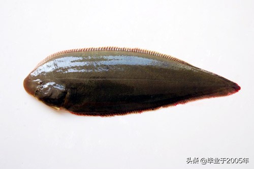 辽宁的水产品有哪些,辽宁常见的鱼