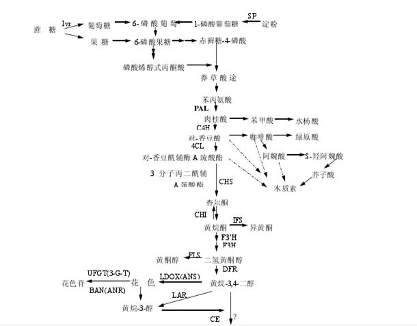 柑橘转色原理及增甜办法,柑橘增糖着色的原因