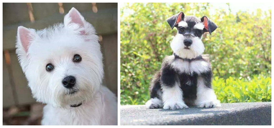 十大最容易认错的狗排名,最容易被认成土狗的几种名犬