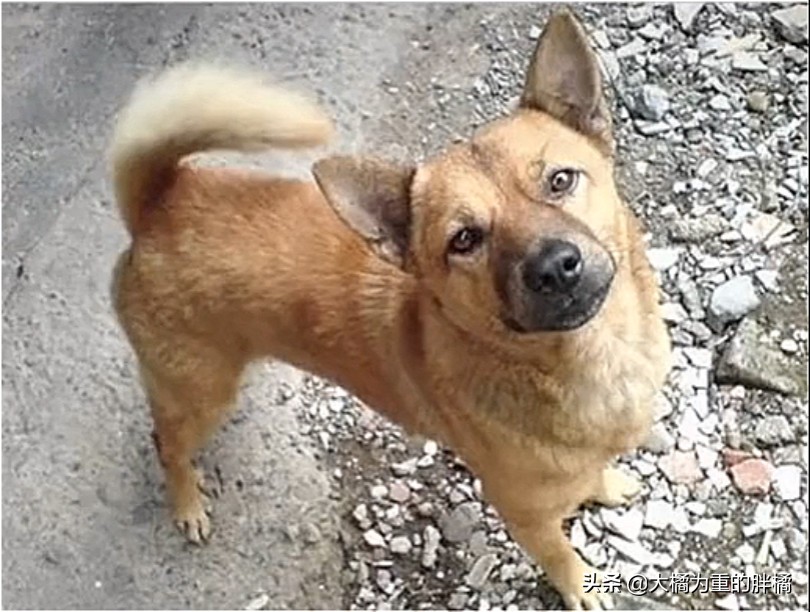 走丢的金毛在马路上找主人,金毛丢了再贴寻狗启事