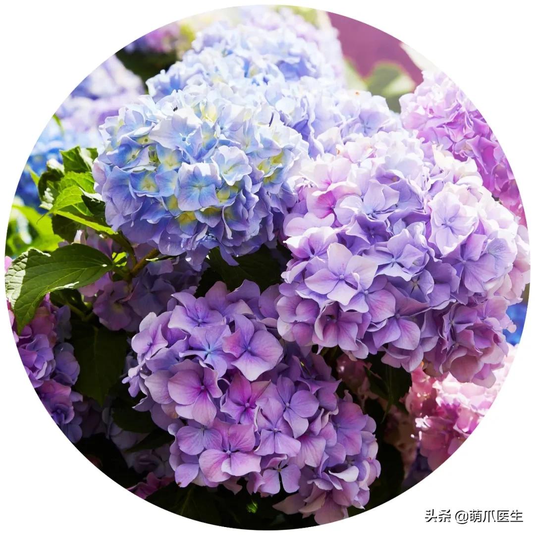 铲屎官们请注意！这些花草不能养，严重可致猫命