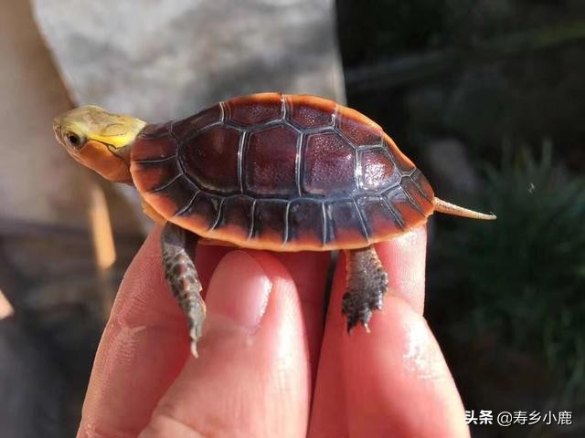 养龟需要做什么准备,养龟必须要有哪些东西