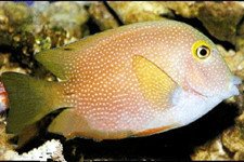 十大最好看的观赏鱼图片大全,十种最漂亮的观赏鱼图片