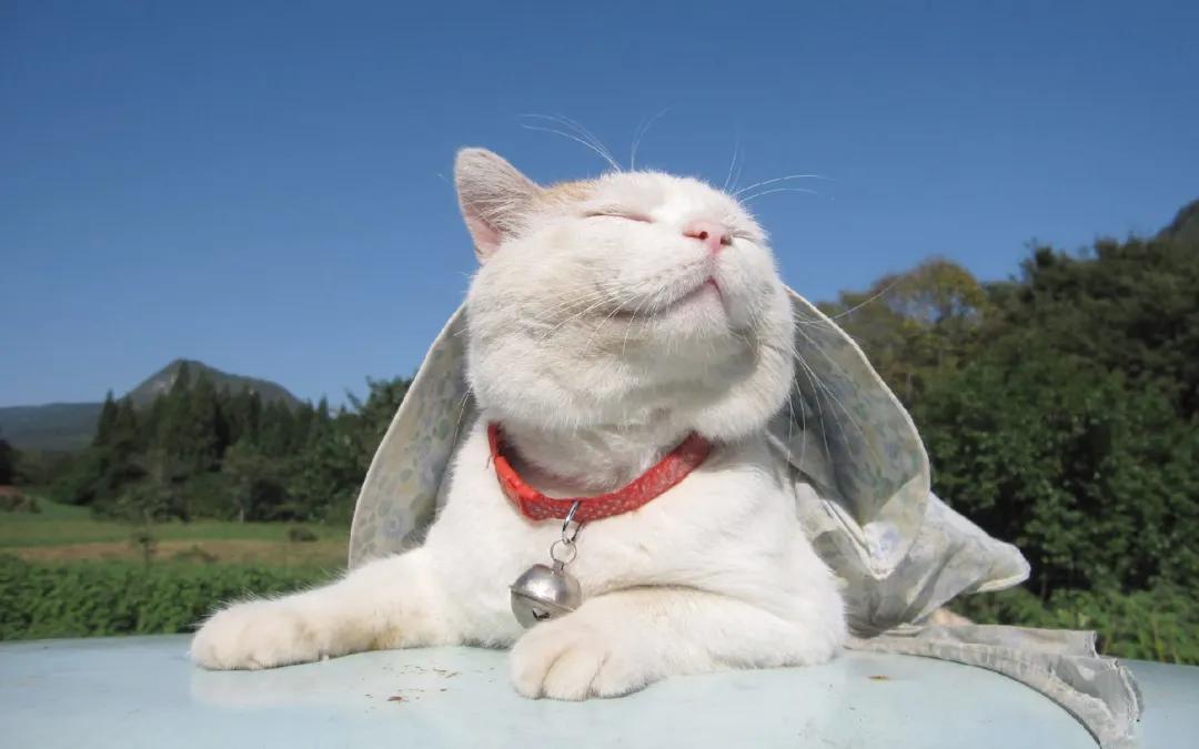 巴厘猫为什么叫长毛暹罗猫,暹罗猫是泰国著名的短毛猫