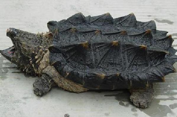 北美鳄算大鳄龟还是算小鳄龟,大鳄龟和北美鳄龟的区别