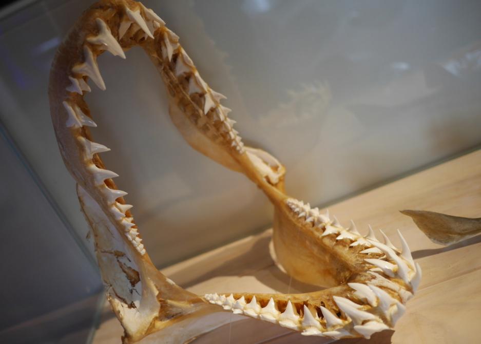 江苏渔民误捕4吨重大鲨鱼,捕鱼人捕到鲨鱼为什么被扔回海里