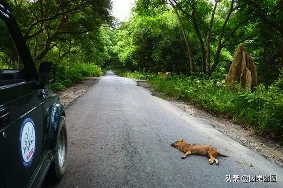 虎王拉贾孩子,虎王拉贾儿子怎么死的