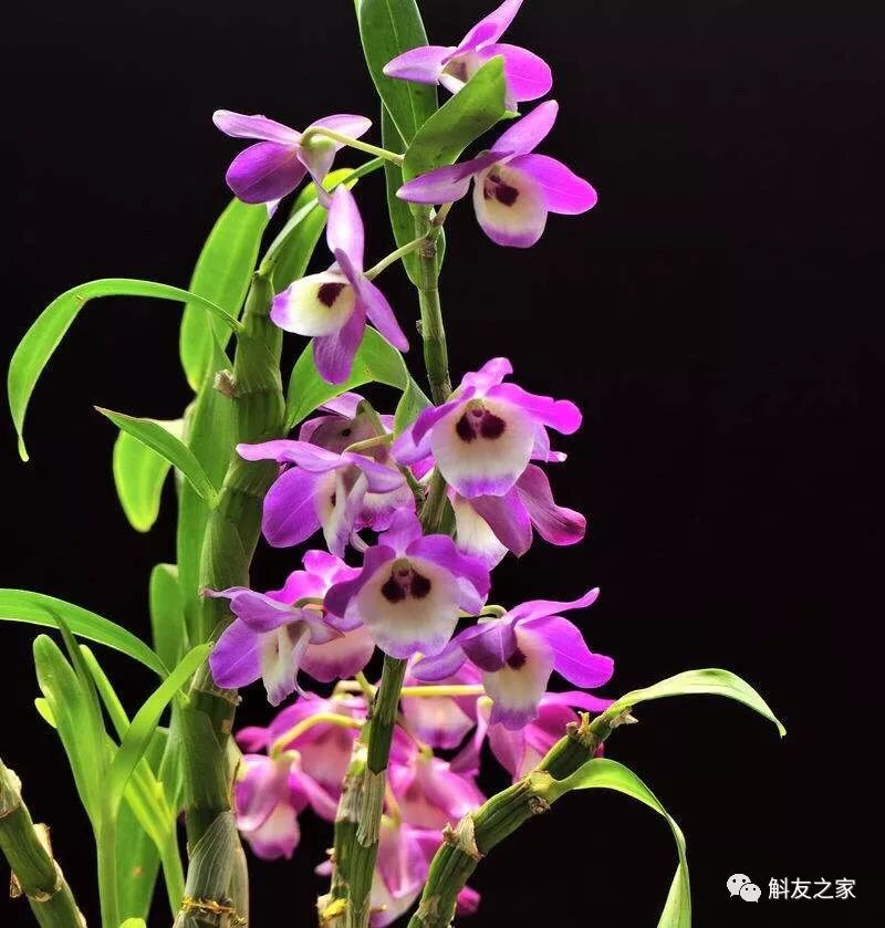 石斛兰对水质的要求你了解多少？