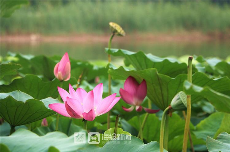 “接天莲叶无穷碧”德州减河湿地景区“映日荷花别样红”