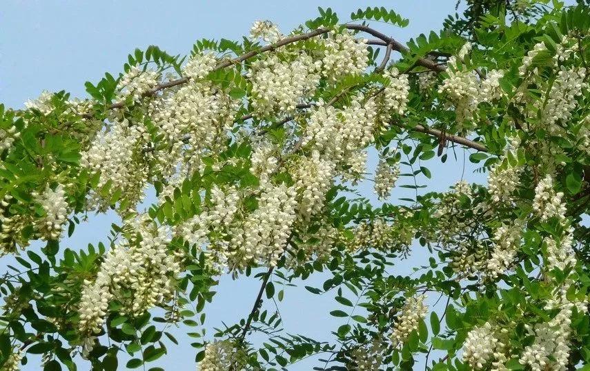 疫情期间农场经营的建议,疫情下农场经营