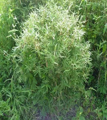 26种竹子大全,26种竹子的特别之处