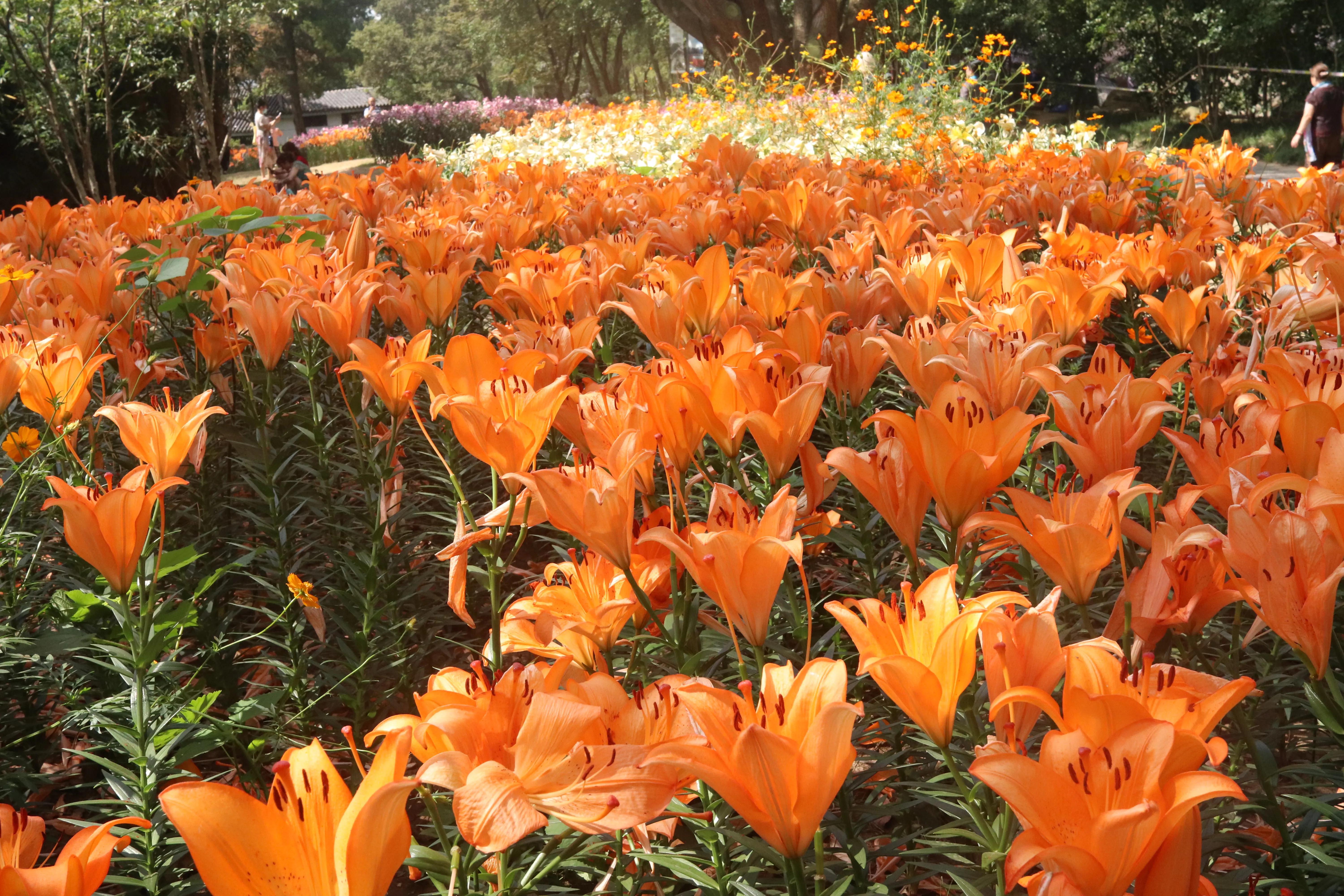 无锡荣氏梅园梅花绽放,无锡荣氏梅园百合花