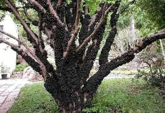 5年前百元一斤的土豪果,30几元一斤的土豪果