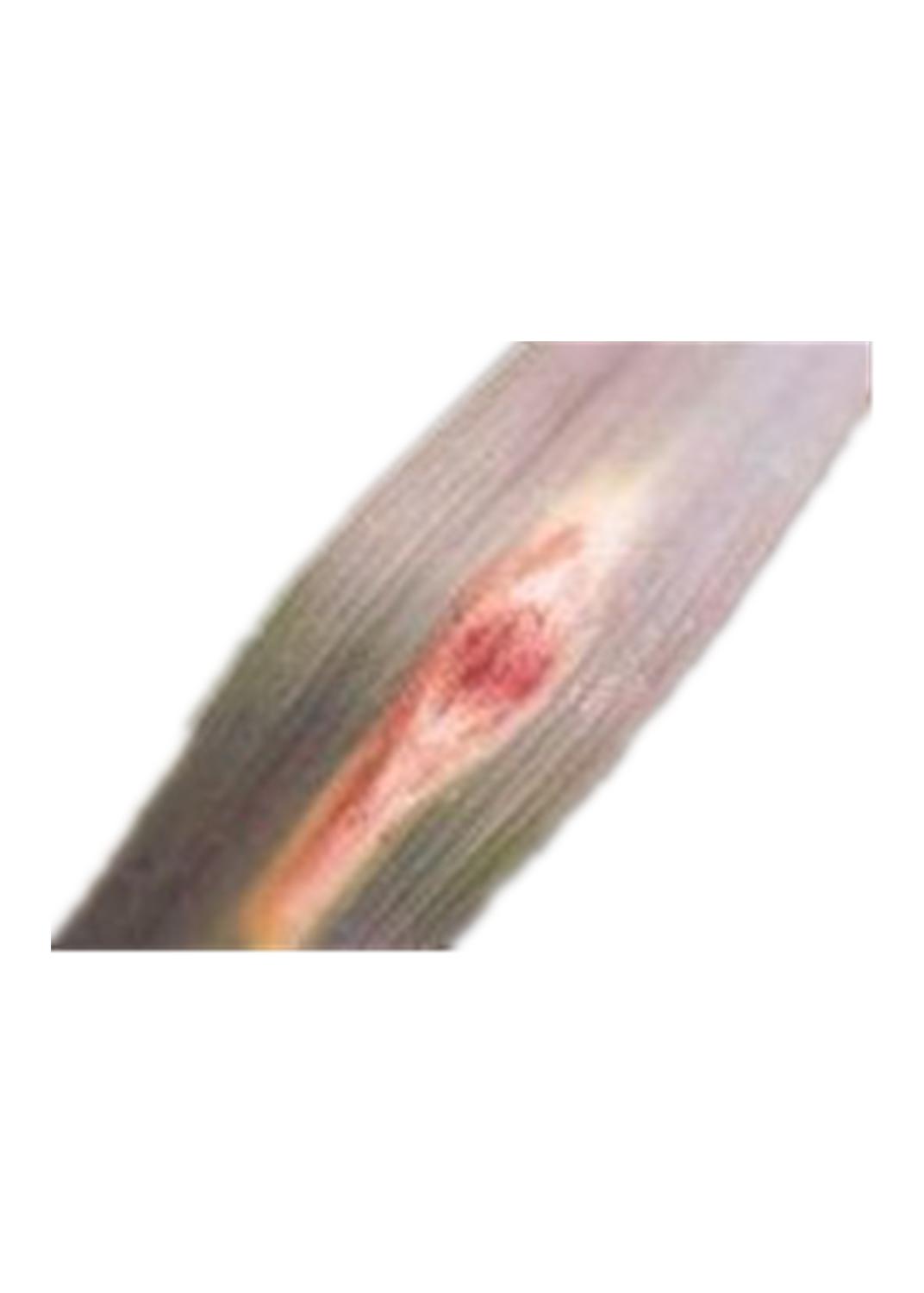 戊唑醇能治大蒜紫斑病吗,大蒜紫斑病的有效预防和治理方法