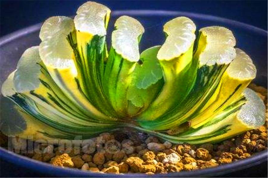 玉扇多肉适合什么盆,多肉玉扇稀有品种