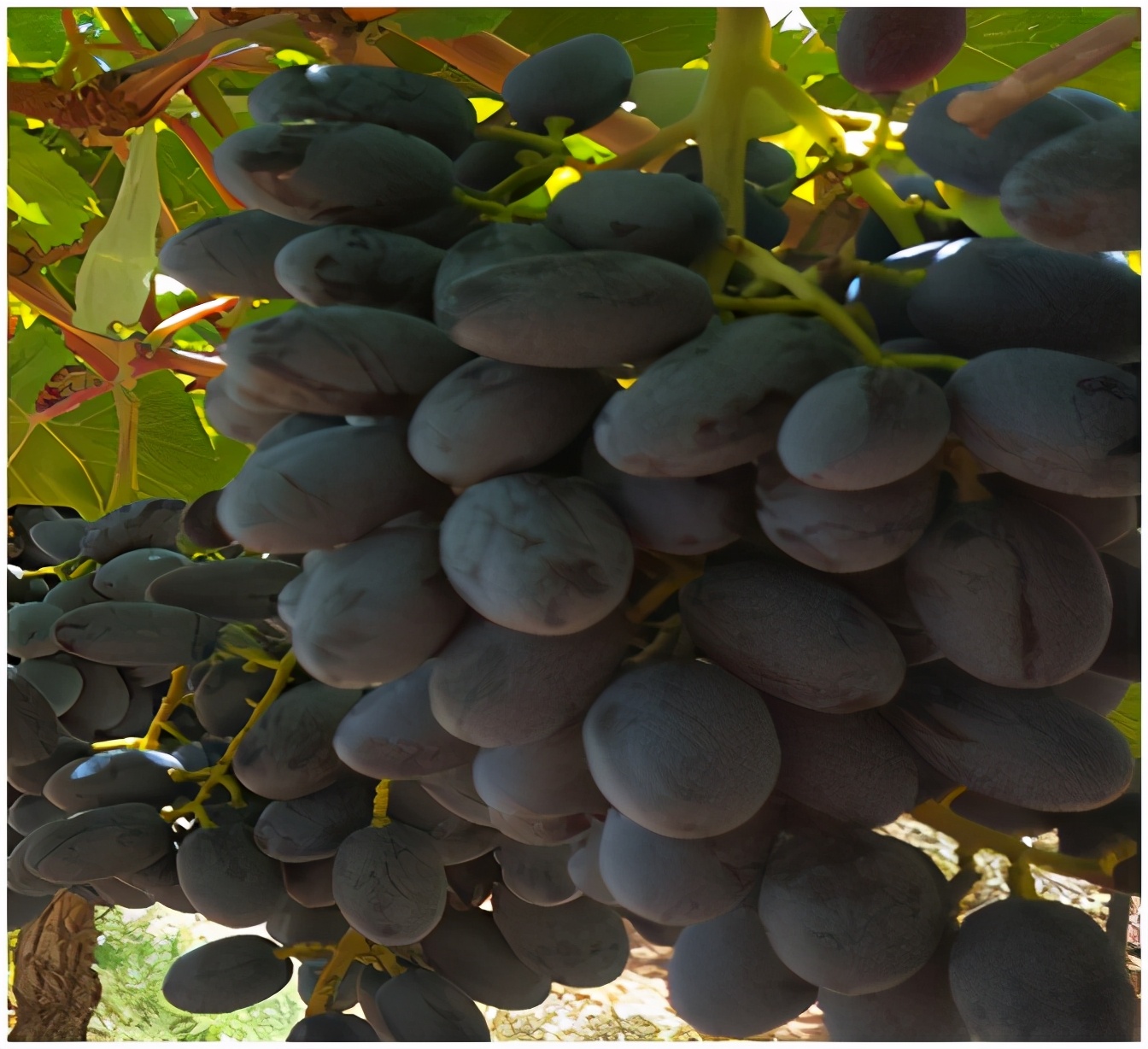 进口提子哪些品种 (进口提子品种及图解)