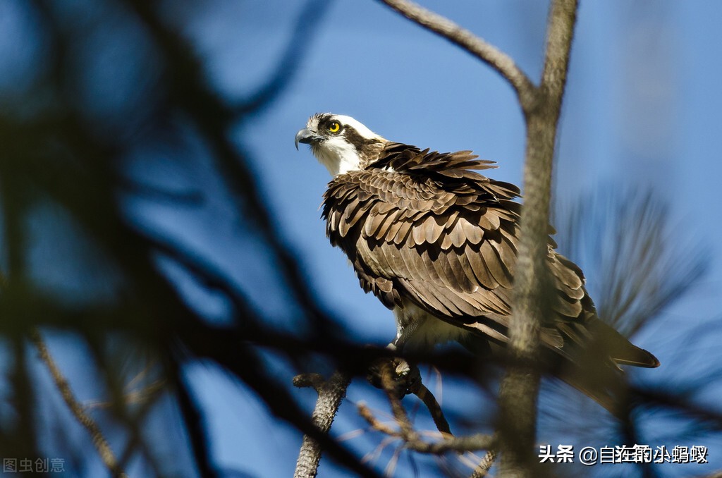 如何防止毒蛇靠近,毒蛇最怕什么毒蛇的克星是什么
