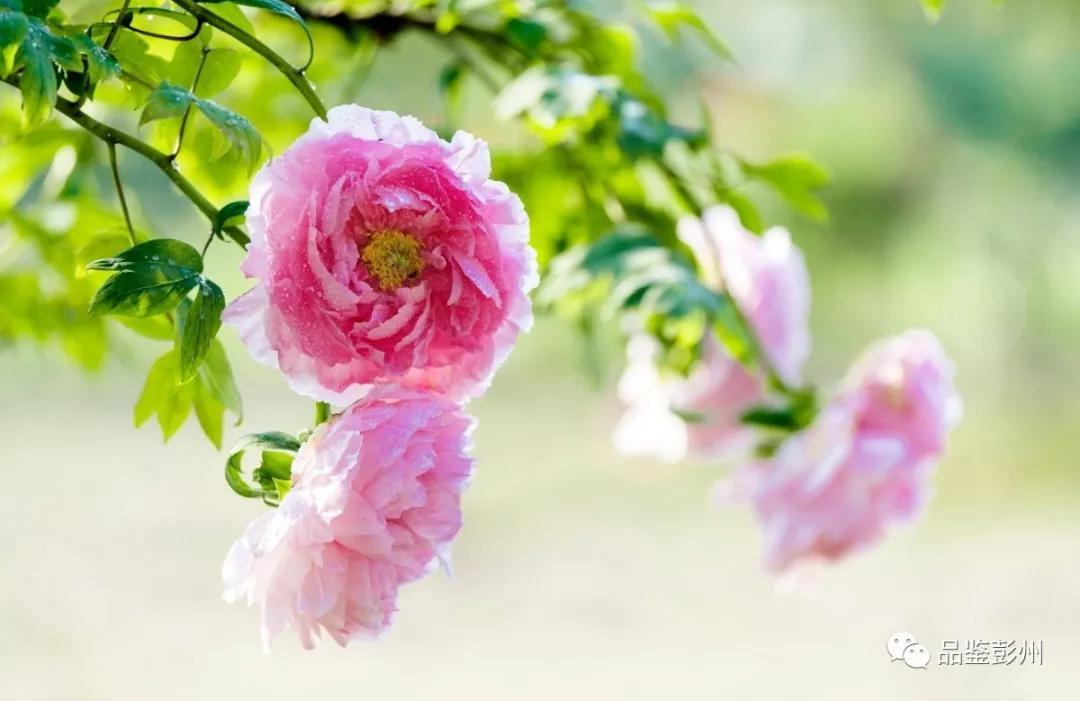 牡丹花开惹人醉鸟语花香,牡丹花开国色天香惹人醉