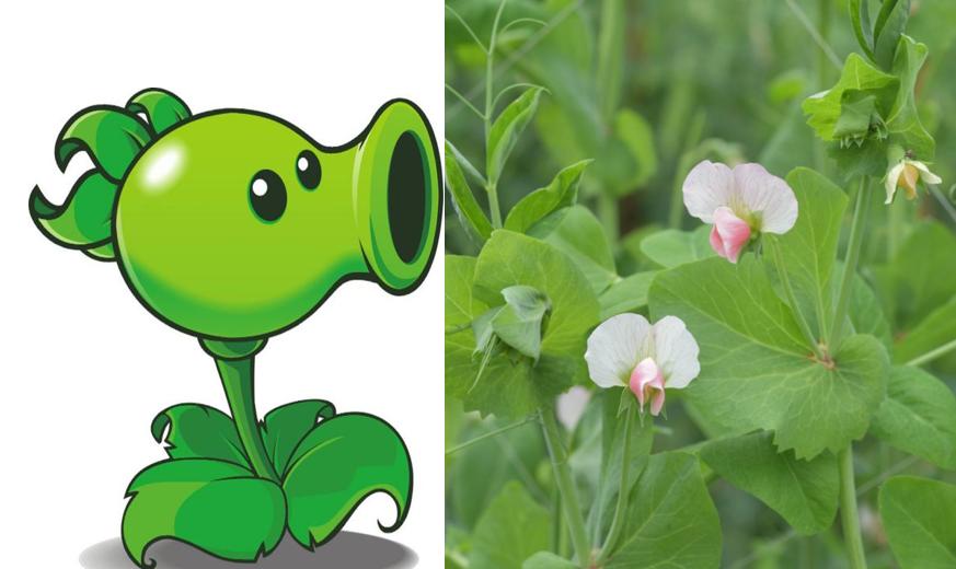 哪些植物可以打败满屏的普通僵尸,哪些植物秒杀小型僵尸