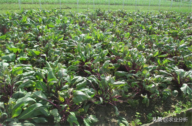 芥蓝怎么种植速度最快 (芥蓝种栽培品种选择)