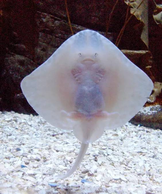 世界最罕见的十个杂交动物,世界罕见动物长得像蜘蛛但有尾巴