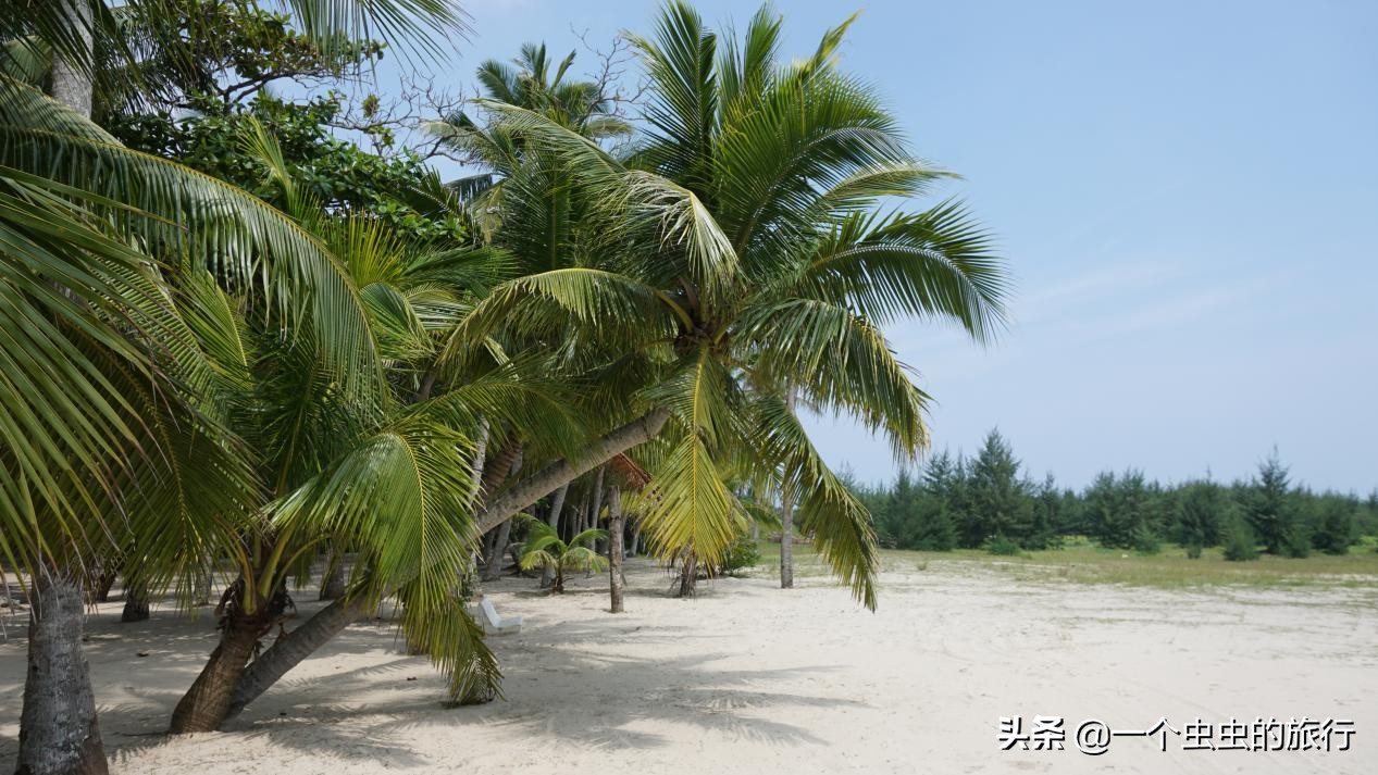 东郊椰林海韵,海韵椰风海南文昌东郊椰林