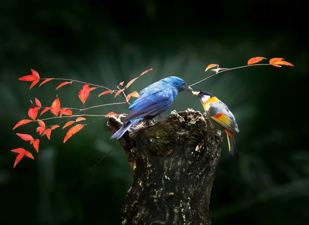 香港第14届全国摄影艺术展,第29届全国摄影艺术展览获奖名单