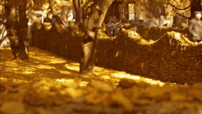 武侯银杏,武侯看银杏最好的地方