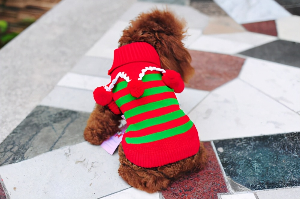 狗狗受凉感冒咳嗽,狗狗感冒咳嗽怎么办最有效