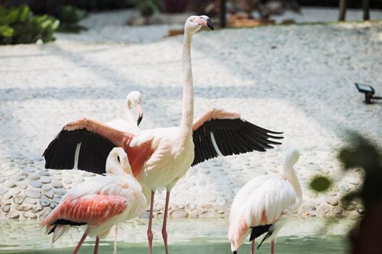 天津火烈鸟港湾酒店是几星级酒店,天津火烈鸟港湾酒店餐饮多少钱