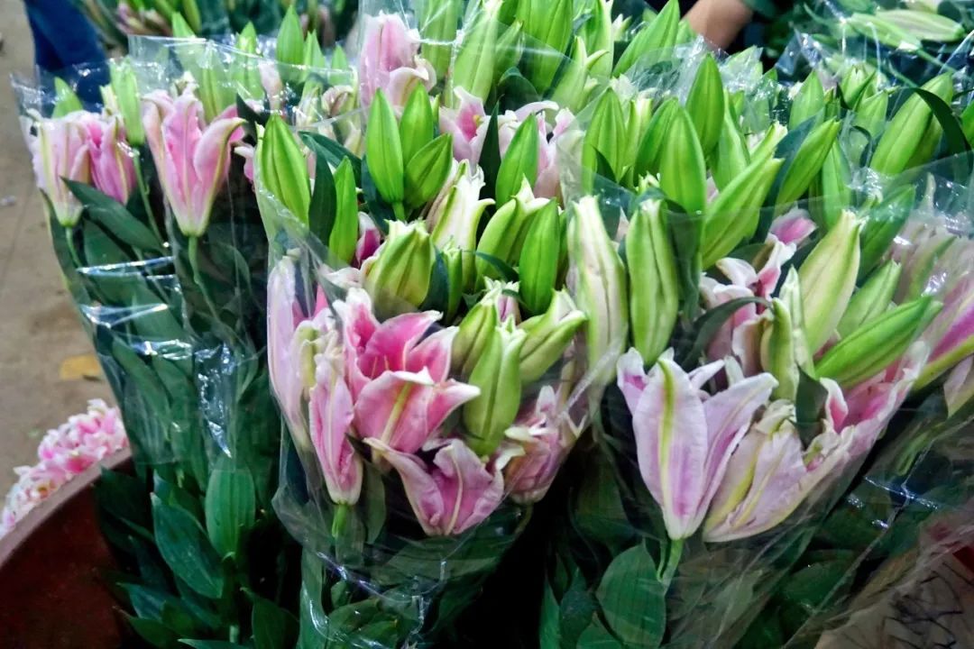 玫瑰花10支批发高原红,最好看的鲜花批发市场