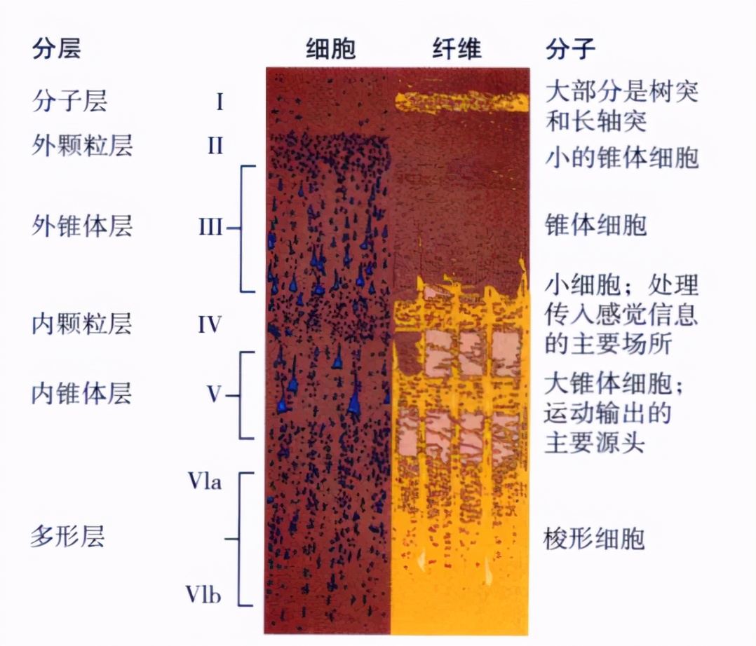 心理学的生物学基础知识,生物心理学知识书籍