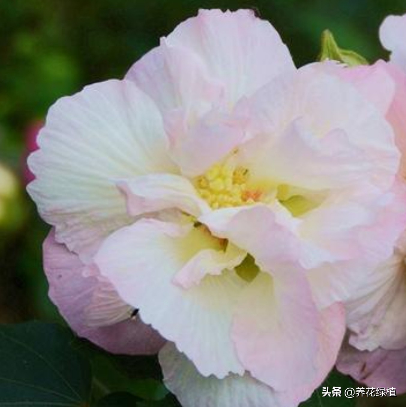 十月花怎么养才好看,十月芙蓉海棠花