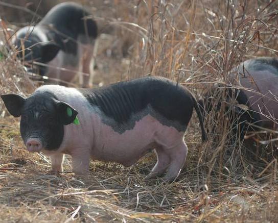 西游记中猪八戒是一个怎样的形象,原著西游记猪八戒形象