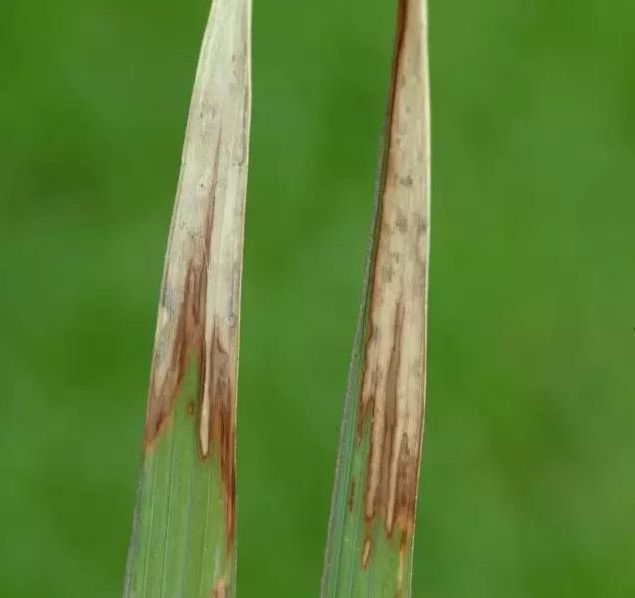 水稻白叶枯病症状及防治措施,水稻白叶枯病用什么预防