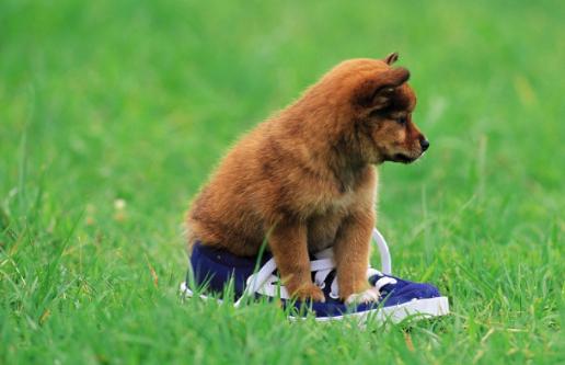 什么是狗狗脊柱病,什么是狗狗软骨病