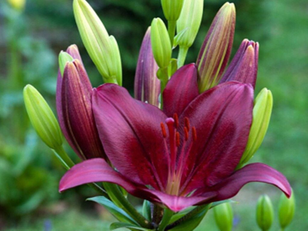 百合常见病害防治措施,百合病害图普及防治方法