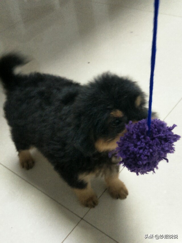 最简单一周就给小狗做好的玩具,狗狗消耗精力的毛绒玩具