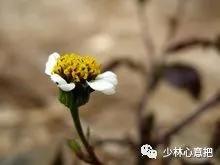 中药图片大全名称,中药图片大全带药名高清