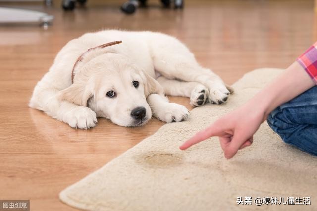 狗狗躺在身边一直舔是什么原因,狗狗突然疯狂舔地板呕吐怎么回事