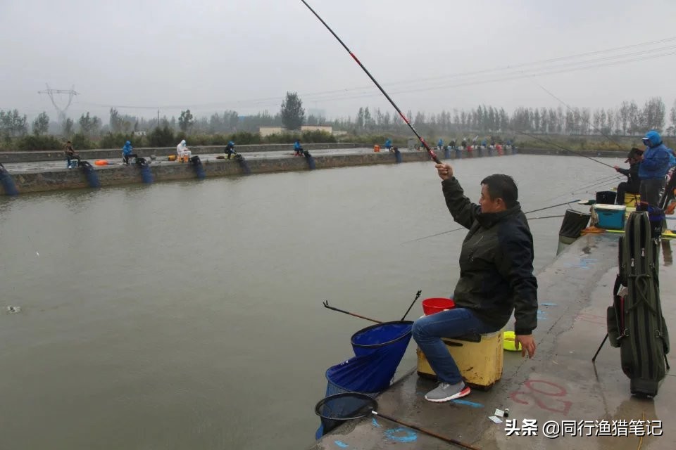 黑坑鲤鱼如何抓鱼不挣扎,黑坑鲤鱼调几目顿口最明显