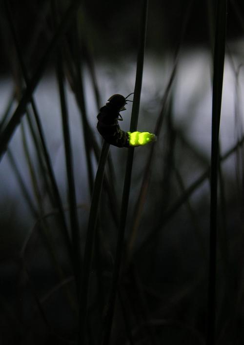 萤火虫的特殊发光物质是什么,萤火虫的闪光是怎么发出来的