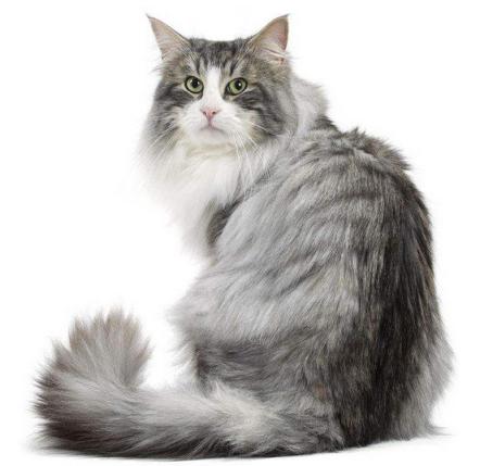 铲屎官曾经养过的宠物,铲屎官抓很多猫咪