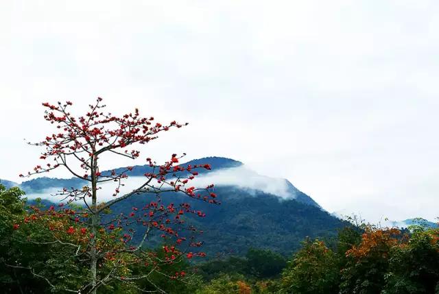 昌江原生态热带雨林森林秘境,海南万宁一个被大自然宠爱的地方