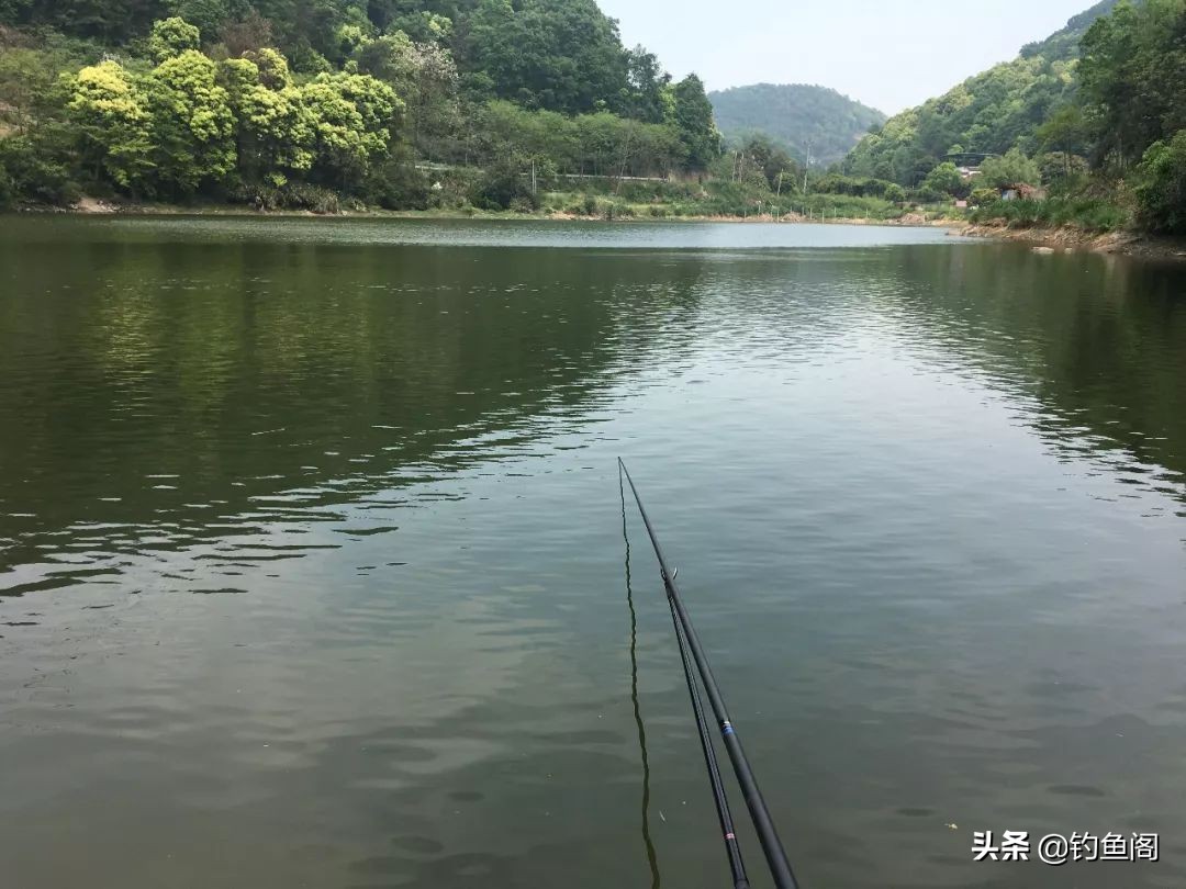 玉米野钓不打窝,野钓玉米能钓得到吗