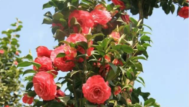 中国十大名花你认识几种呢,中国十大名花你喜欢哪种呢